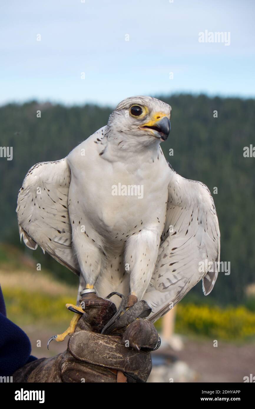 Beautiful white bird in falconry show Stock Photo