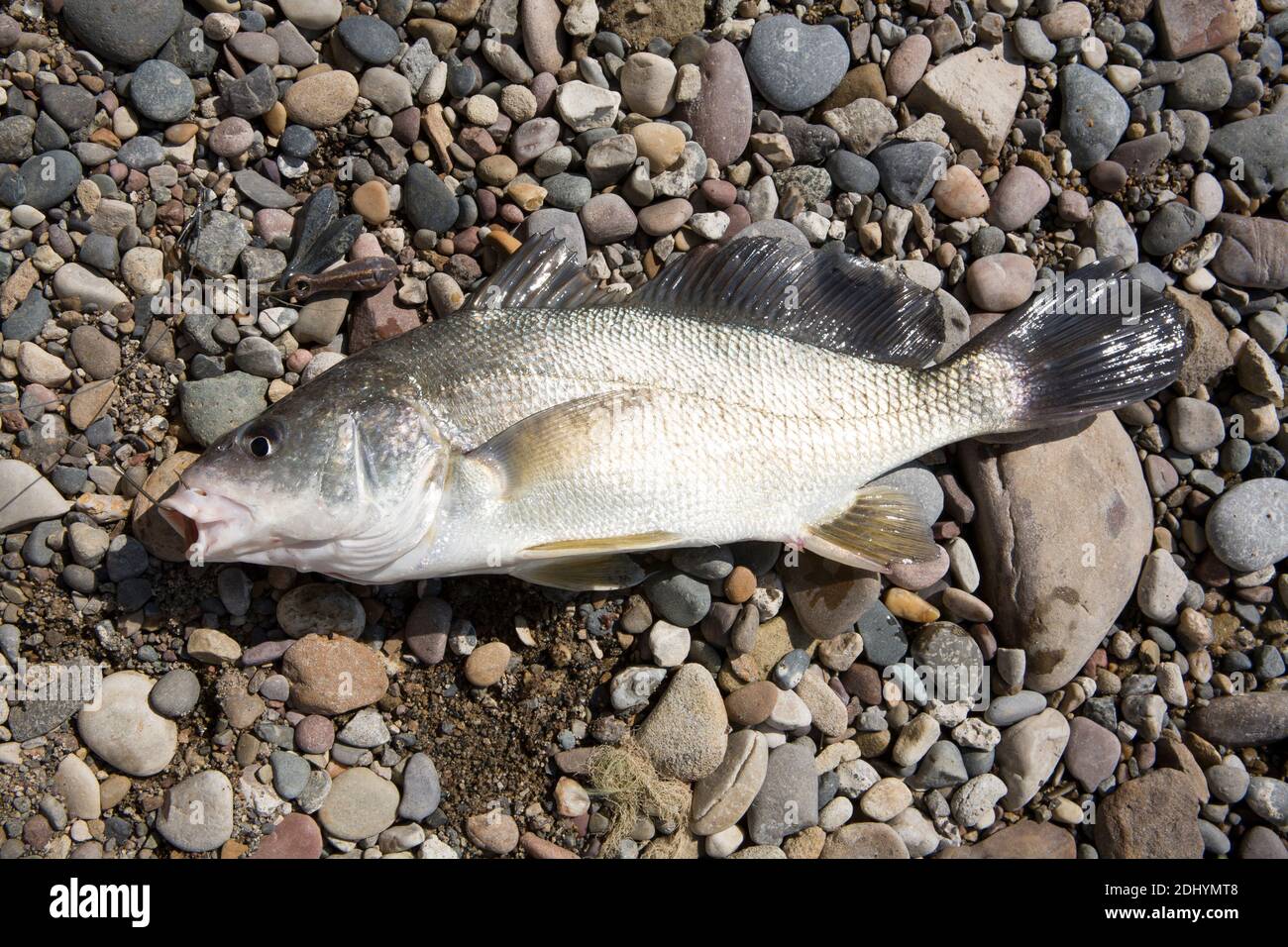 Freshwater drum hi-res stock photography and images - Alamy