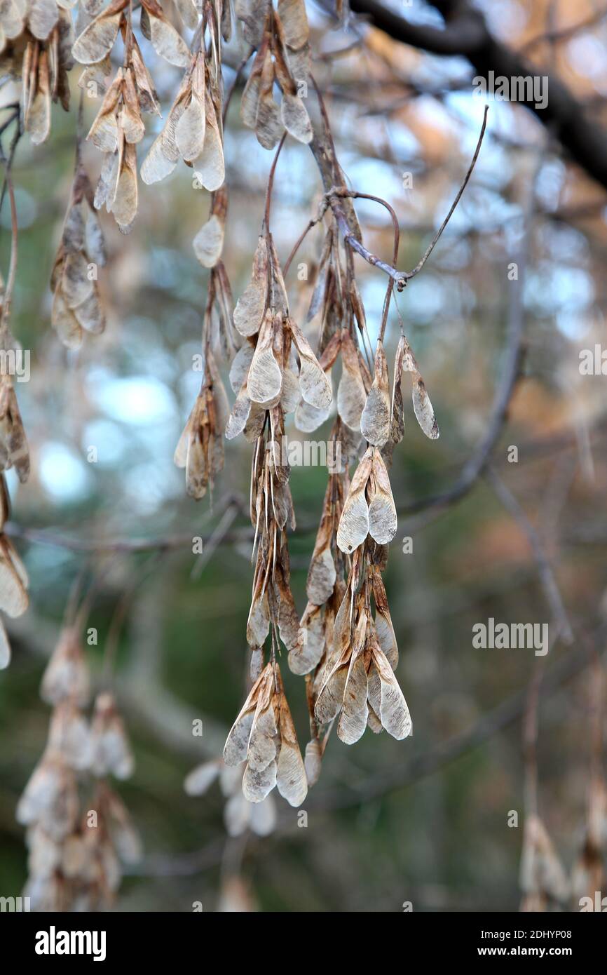 A cluster of seed pods from a Boxelder tree (Acer negundo Stock Photo