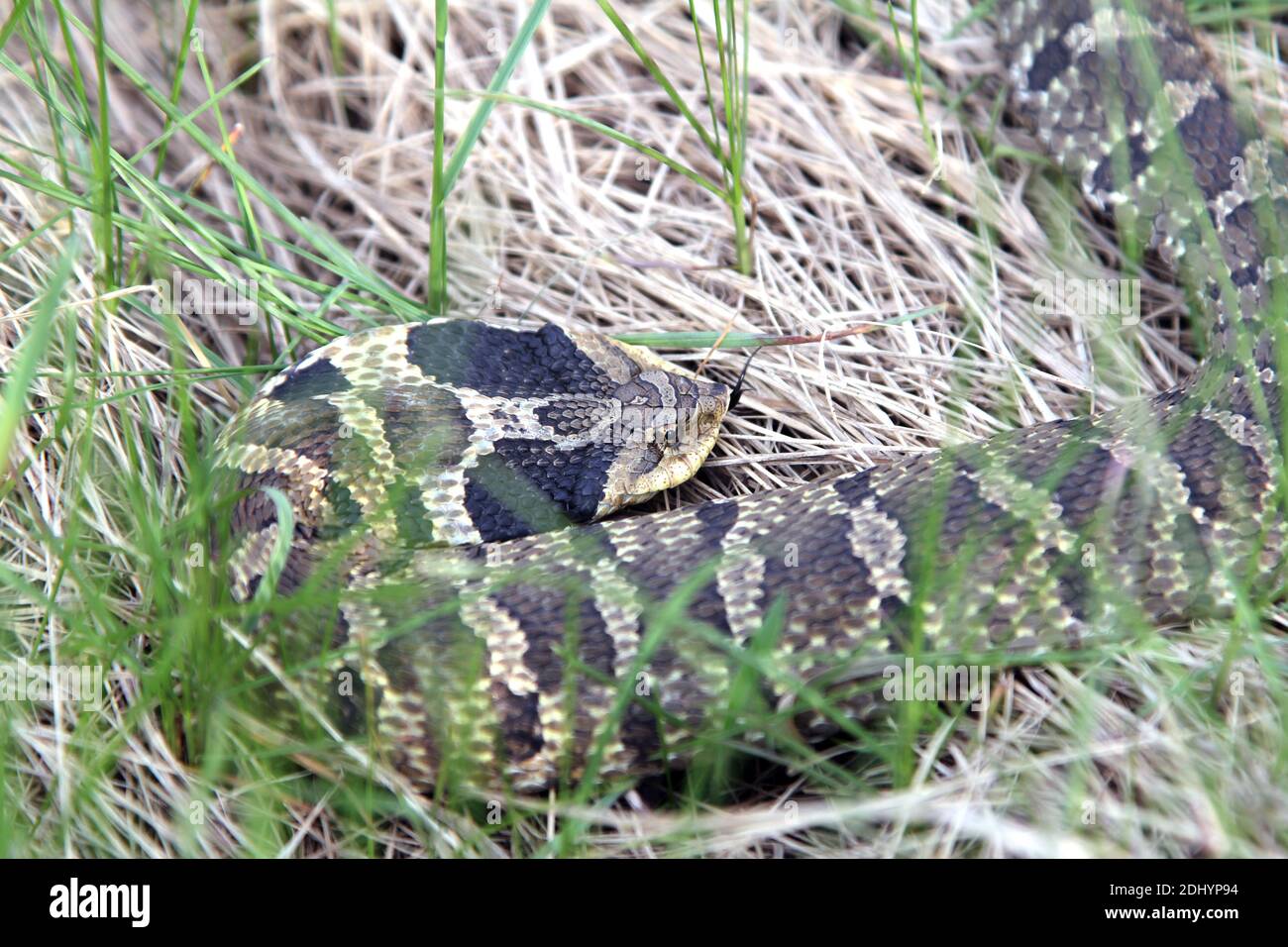 Eastern Hognose snake, also known as a Puff Adder, showing a flattened