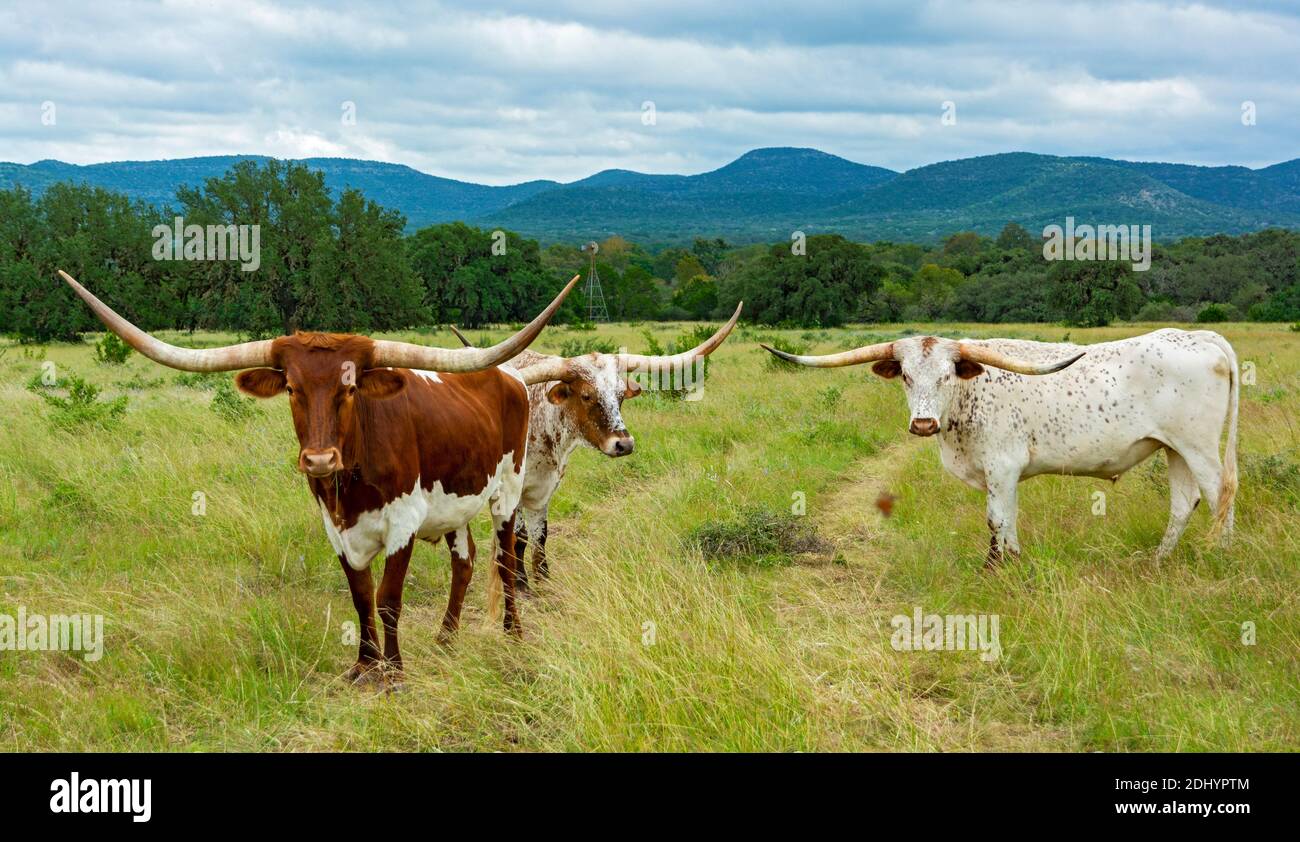 Texas Hill Country, Longhorn cattle (Bos taurus taurus) in pasture Stock Photo