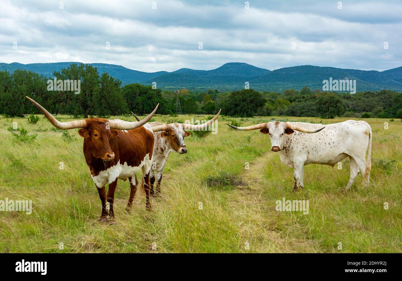 Texas Hill Country, Longhorn cattle (Bos taurus taurus) in pasture Stock Photo