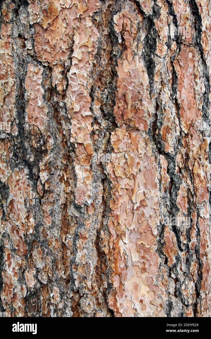 Pine tree bark for a texture or background Stock Photo - Alamy