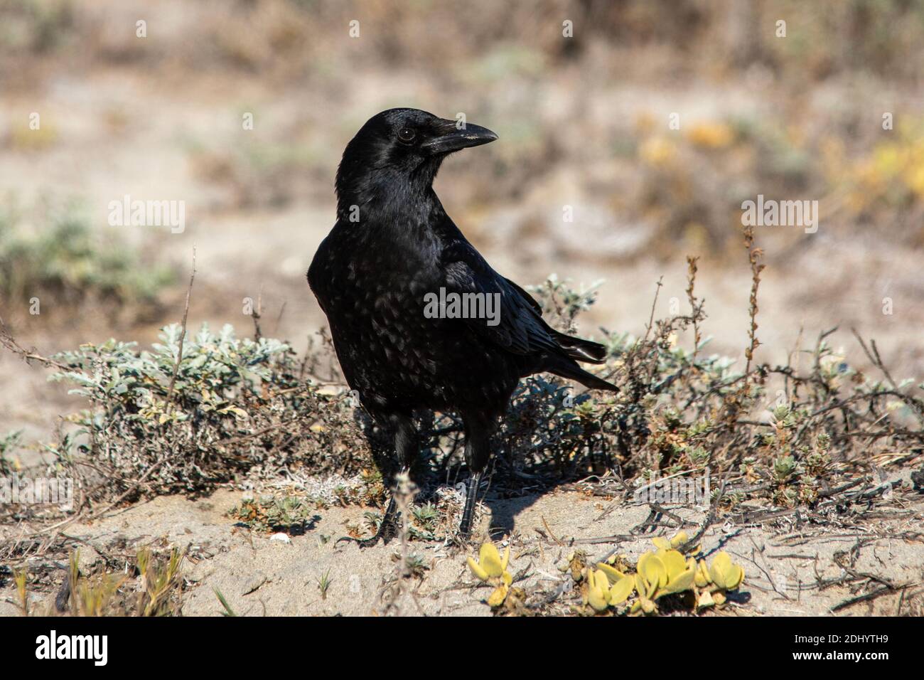 American crow (Corvus brachyrhynchos Stock Photo Alamy