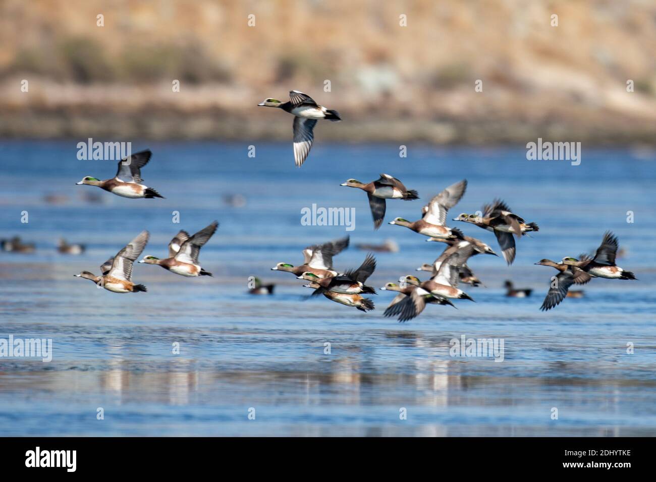 Ducks flying over San Diego River Stock Photo