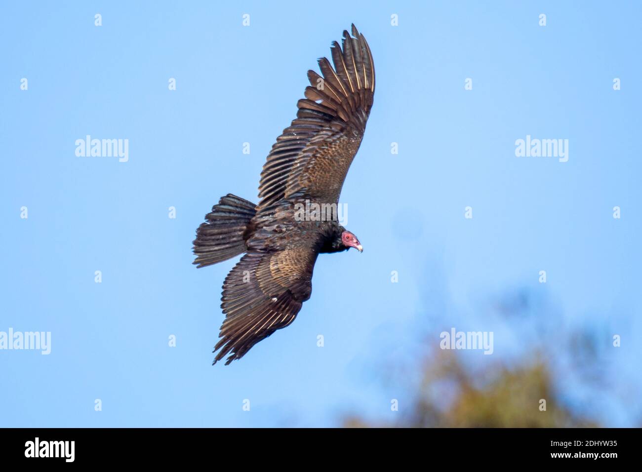 Turkey vulture (Cathartes aura) at Lake Murray San Diego Stock Photo