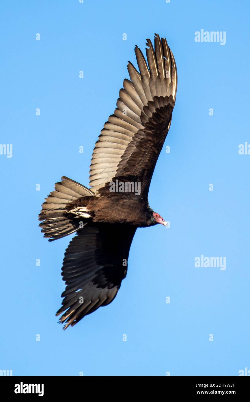Turkey vulture (Cathartes aura) at Lake Murray San Diego Stock Photo