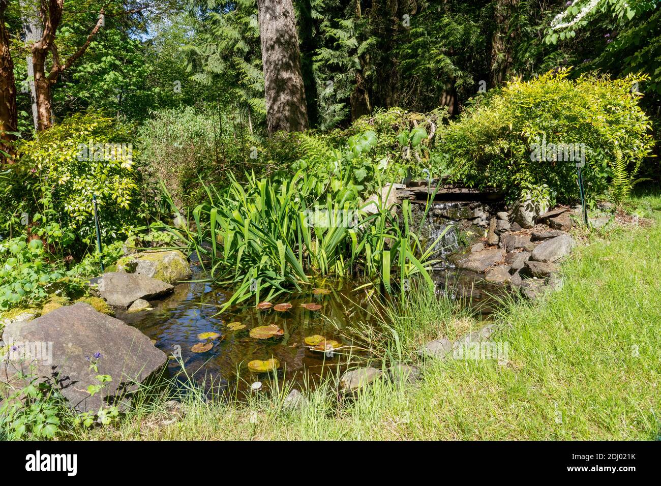 Issaquah, Washington, USA.. Fish pond with circulating water and aquatic plants Stock Photo Alamy