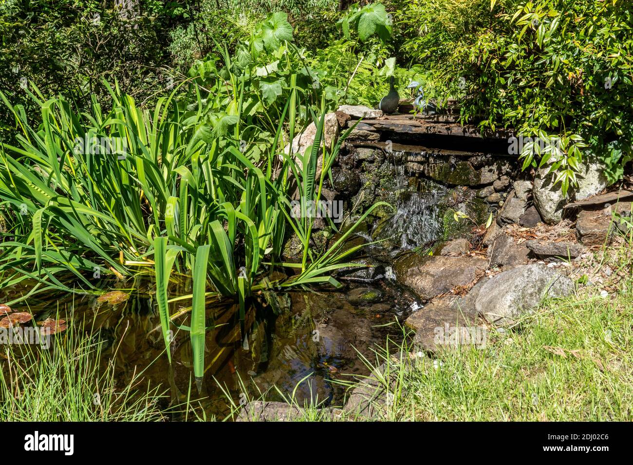 Issaquah, Washington, USA.. Fish pond with circulating water and aquatic plants Stock Photo Alamy