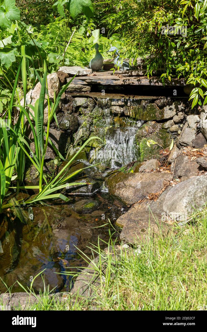 Issaquah, Washington, USA.. Fish pond with circulating water and aquatic plants Stock Photo Alamy