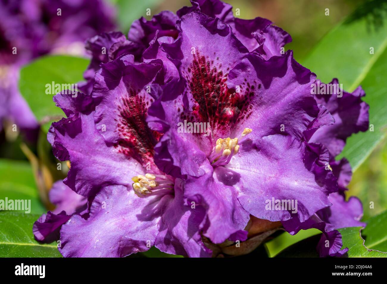 Purple Pacific Rhododendron blossoms in Springtime. Stock Photo