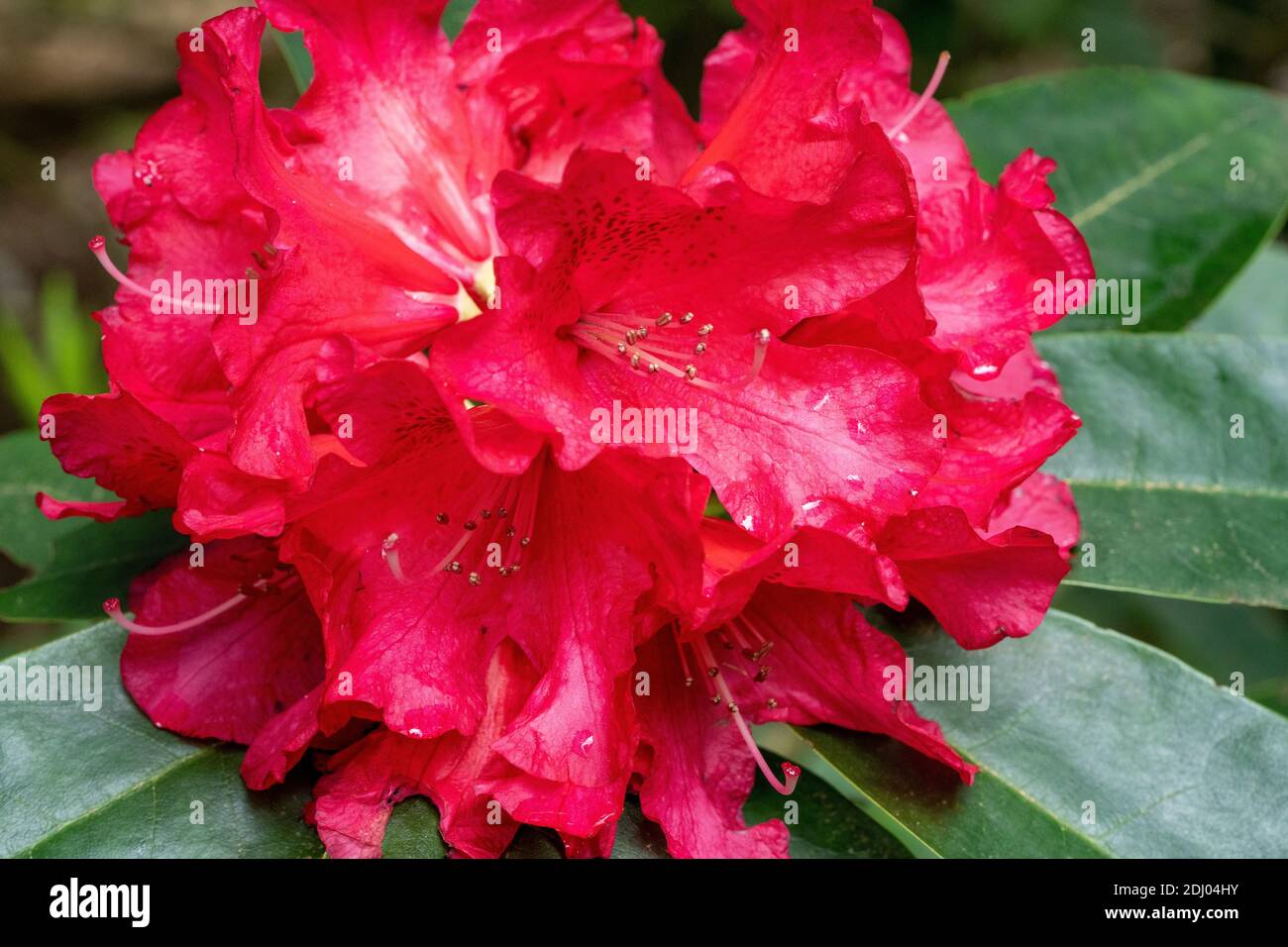 Red Pacific Rhododendron blossom in Springtime. Stock Photo