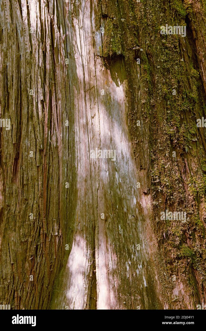 Western Redcedar tree with part of the bark removed, on the Trail of the Cedars trail in Newhalem, WA, which is located in the western foothills of th Stock Photo
