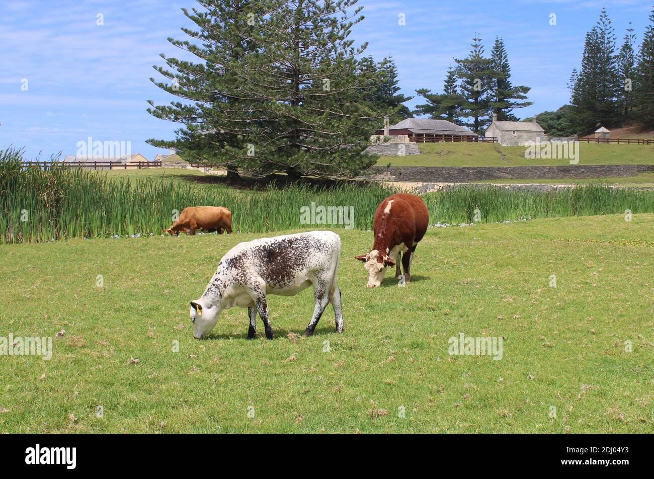 Norfolk Island, Australian External Territory, Cows open-grazing within the World Heritage Area of Kingston. Stock Photo