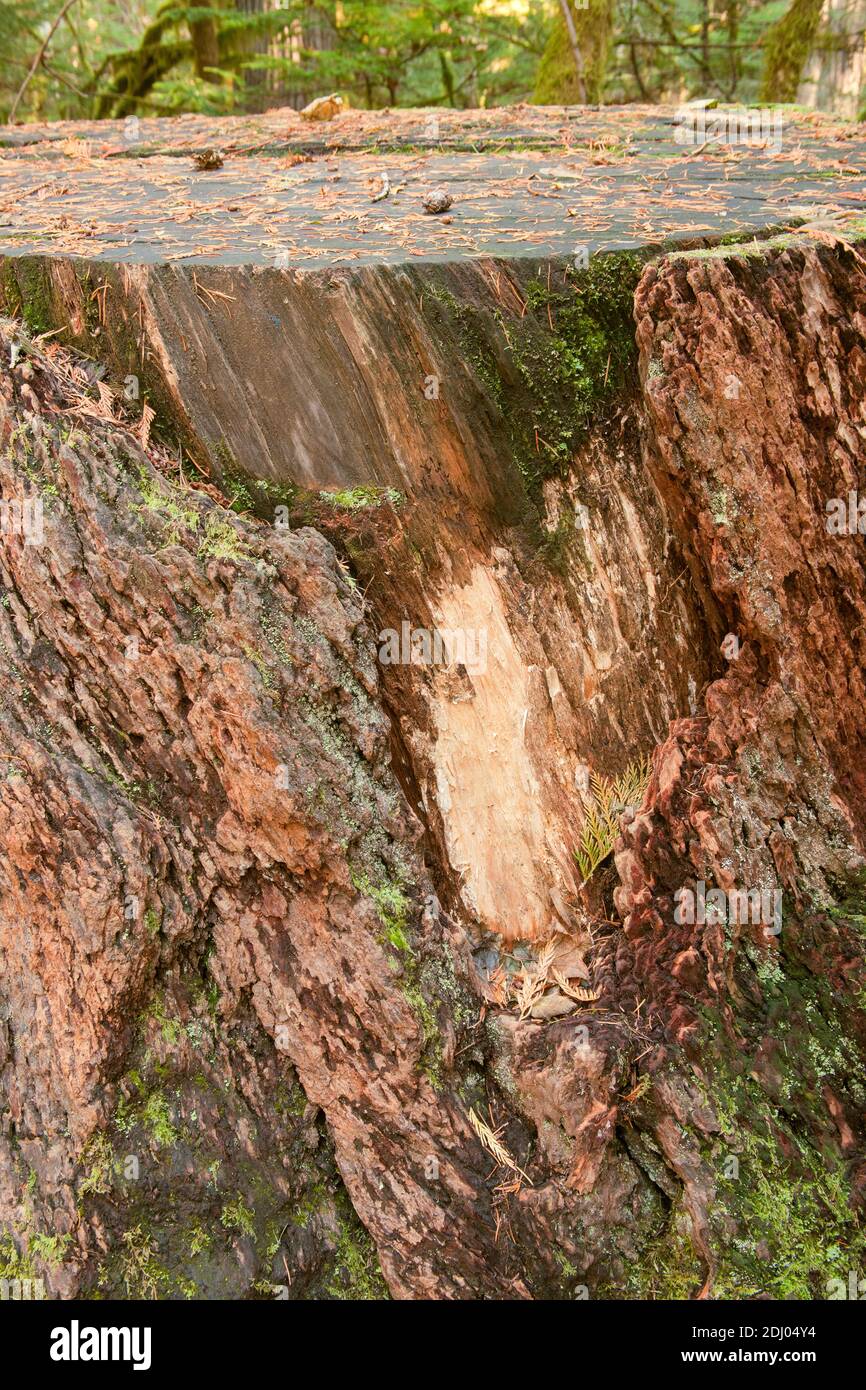 Newhalem, Washington, USA.  Western Redcedar tree stump with part of the bark removed on the Trail of the Cedars trail. Stock Photo