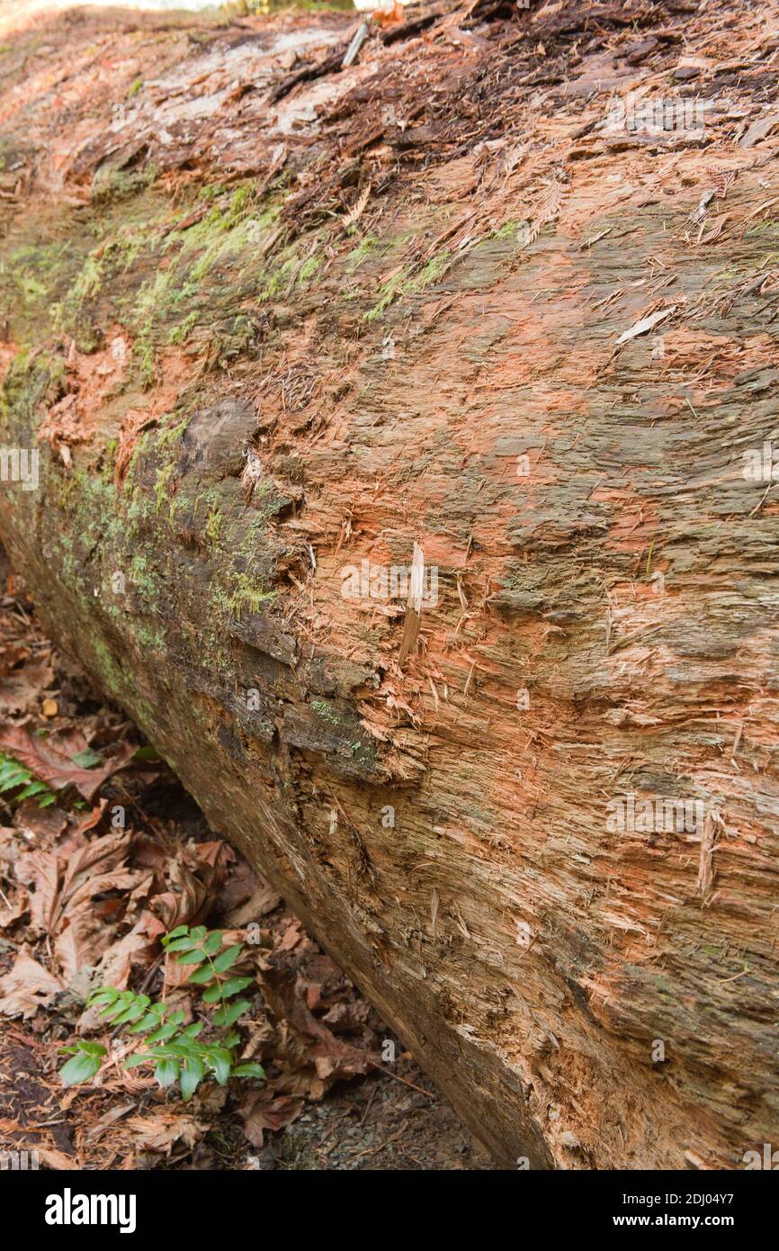 Newhalem, Washington, USA.  Fallen Western Redcedar tree log with part of the bark removed on the Trail of the Cedars trail. Stock Photo