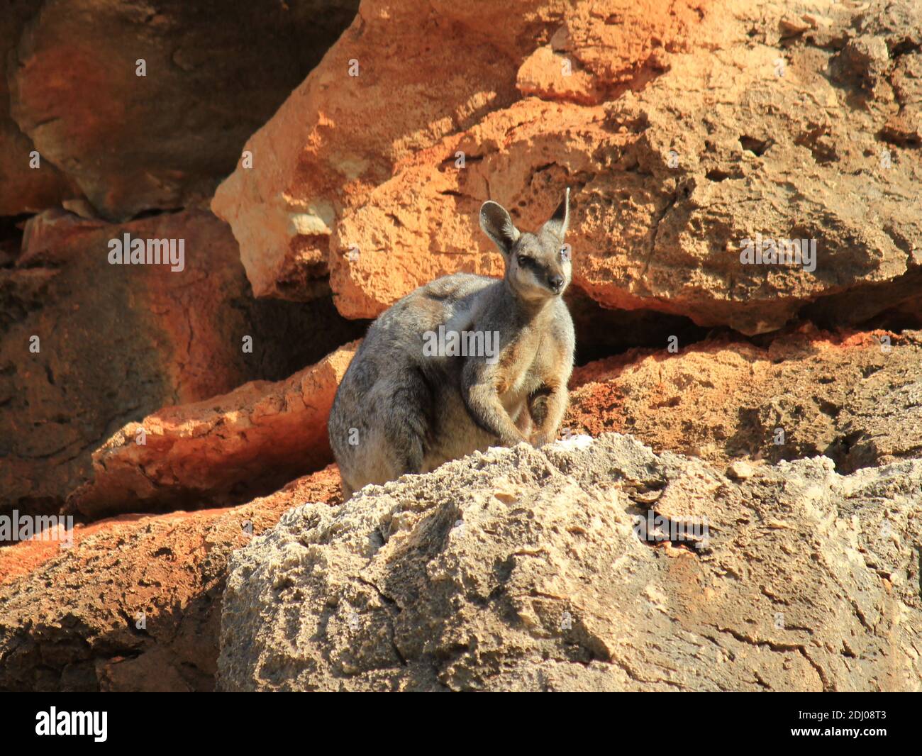 Rock wallaby in Cape Range National Park, Western Australia Stock Photo