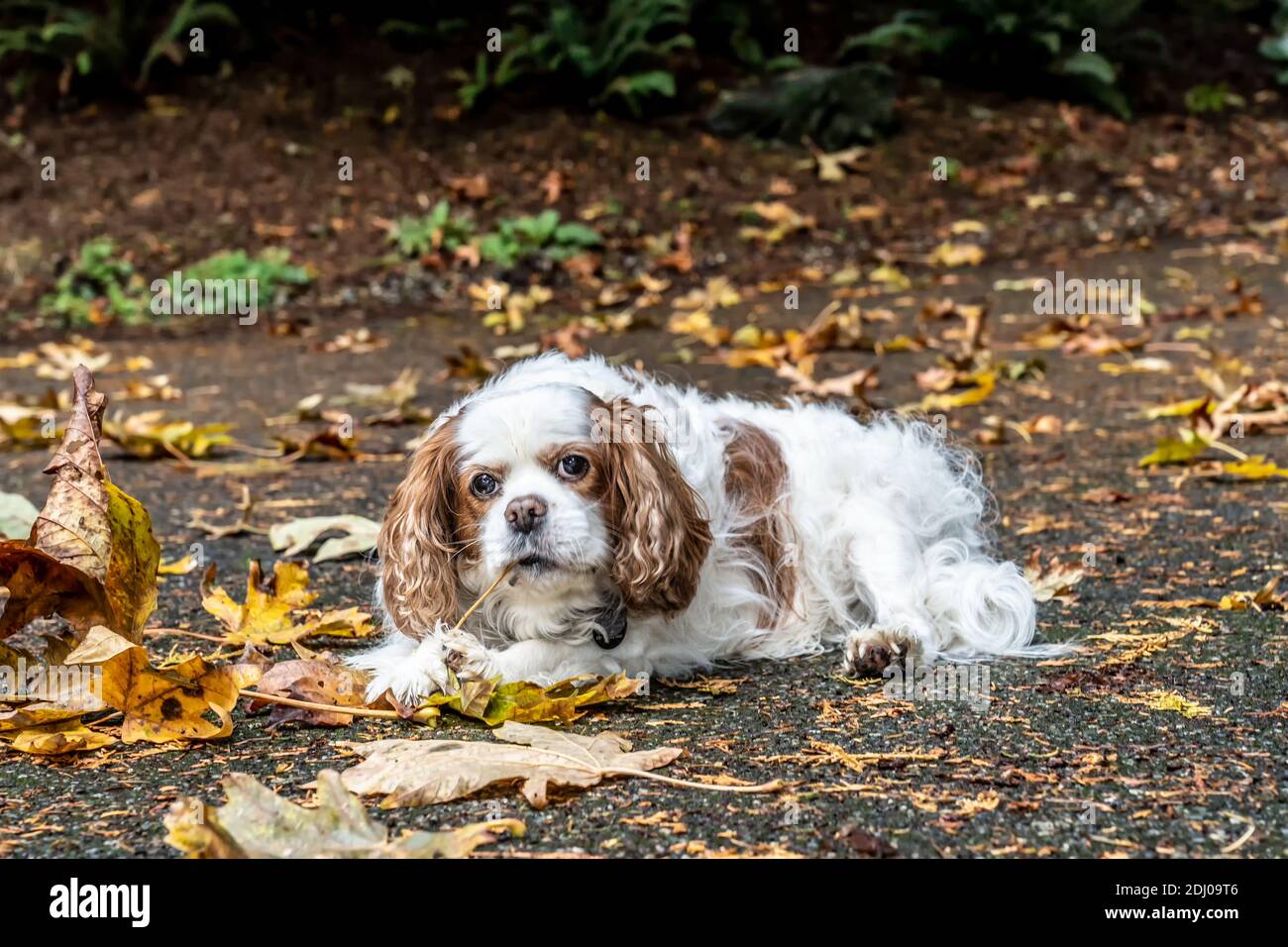 Issaquah, Washington, USA.  Mandy, a Cavalier King Charles Spaniel, on her driveway in Autumn Stock Photo