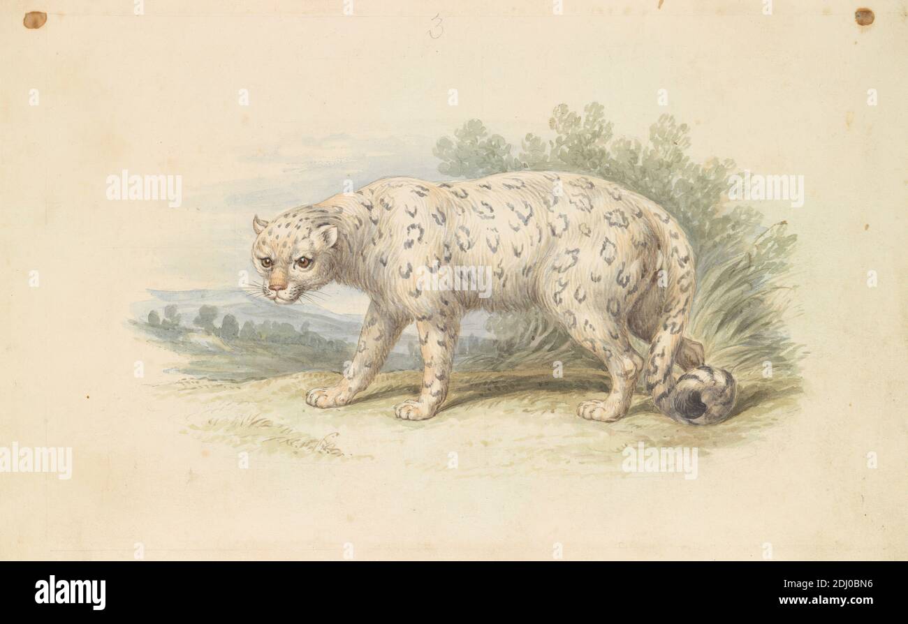 Snow Leopard, Charles Hamilton Smith, 1776–1859, Belgian, James Stewart, 1791–1863, British, ca. 1837, Watercolor, pen and brown ink, and graphite on moderately thick, slightly textured, cream, wove paper, Sheet: 4 13/16 × 7 3/4 inches (12.2 × 19.7 cm), animal art, leopard Stock Photo