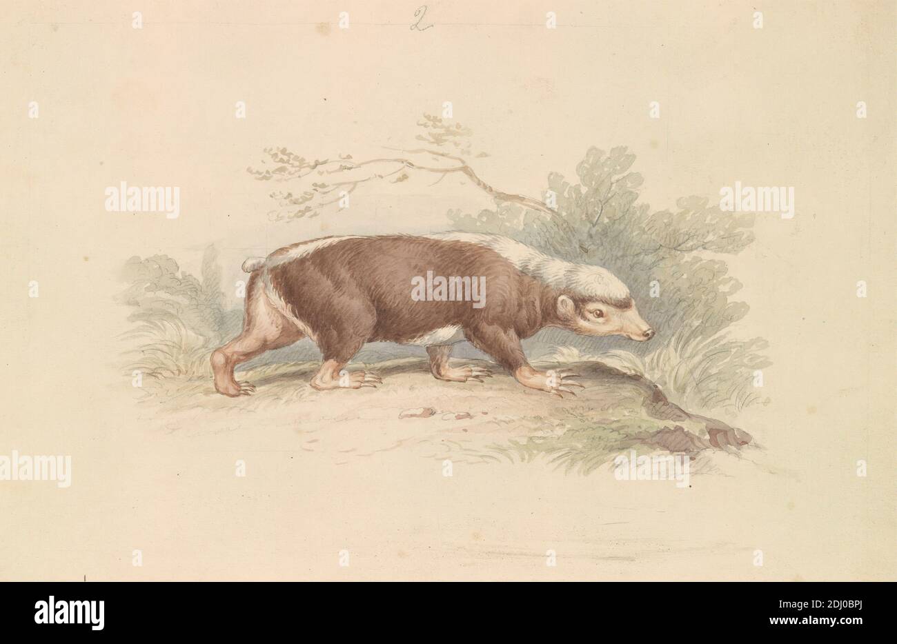 Sunda Stink Badger, James Stewart, 1791–1863, British, Charles Hamilton Smith, 1776–1859, Belgian, ca. 1837, Watercolor, pen and brown ink, gray ink and graphite on moderately thick, slightly textured, cream, wove paper, Sheet: 4 13/16 × 7 3/8 inches (12.2 × 18.7 cm), animal art, badger (animal), trees Stock Photo