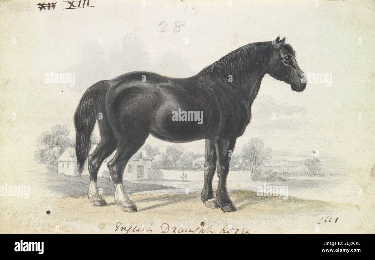 English Draught Horse, Charles Hamilton Smith, 1776–1859, Belgian, ca. 1837, Watercolor, pen and black ink and graphite on medium, slightly textured, cream, wove paper, Sheet: 4 × 6 3/8 inches (10.2 × 16.2 cm), animal art Stock Photo