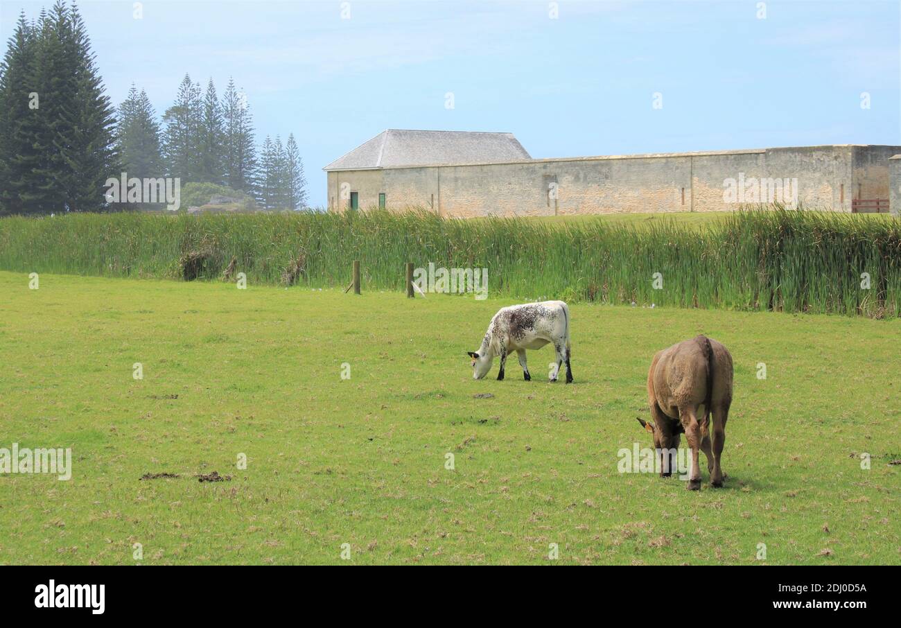 Norfolk Island, Cattle open-grazing in the World Heritage Area of Kingston, adjacent to ruins of Prisoner Compounds. Stock Photo