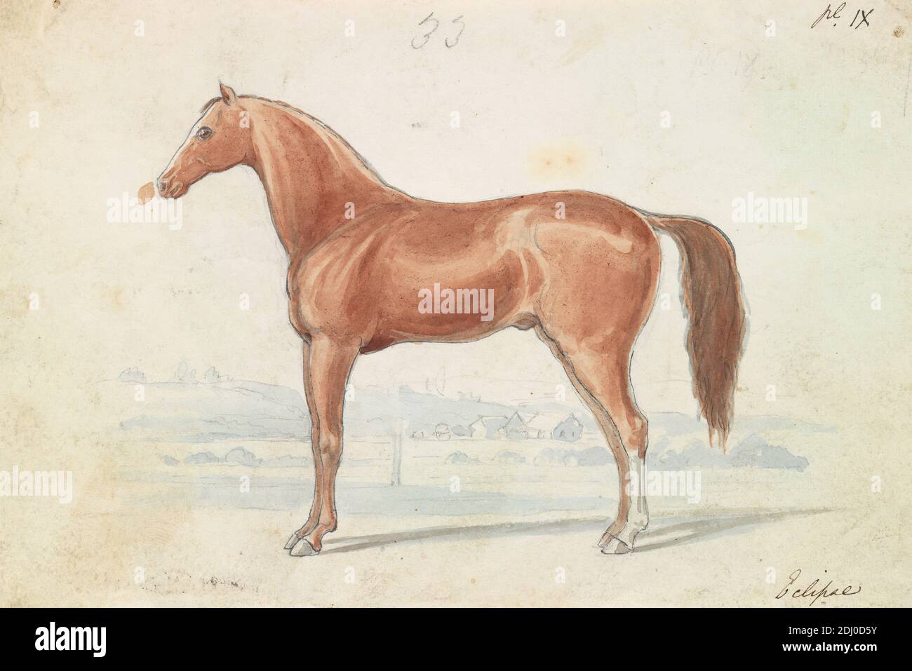 The English Race-Horse, Charles Hamilton Smith, 1776–1859, Belgian, ca. 1837, Watercolor, graphite, pen and black ink on medium, slightly textured, cream, wove paper, Sheet: 4 1/4 × 6 3/8 inches (10.8 × 16.2 cm), animal art, horse (animal Stock Photo