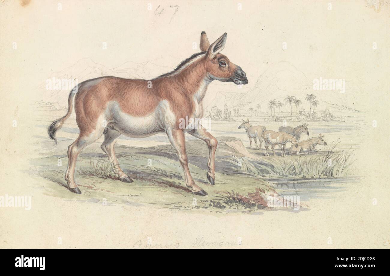 Quagga Male, Charles Hamilton Smith, 1776–1859, Belgian, James Stewart, 1791–1863, British, ca. 1837, Watercolor, pen and brown ink, and black ink, and graphite on moderately thick, smooth, cream wove paper, Sheet: 4 7/16 × 6 7/8 inches (11.3 × 17.5 cm), animal art Stock Photo