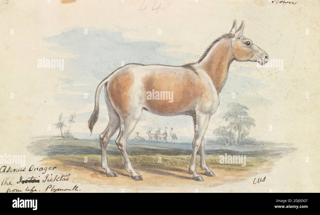 Asinus Onager Horse, Charles Hamilton Smith, 1776–1859, Belgian, ca. 1837, Watercolor, pen and gray ink and graphite on medium, smooth, cream, wove paper, Sheet: 3 7/8 × 6 1/2 inches (9.8 × 16.5 cm), animal art Stock Photo