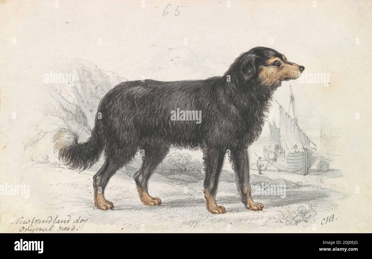 The Newfoundland Dog, Original Breed, Charles Hamilton Smith, 1776–1859, Belgian, ca. 1837, Watercolor, pen and brown ink, black ink and graphite on medium, smooth, cream, wove paper, Sheet: 4 1/2 × 7 1/8 inches (11.4 × 18.1 cm), animal art Stock Photo