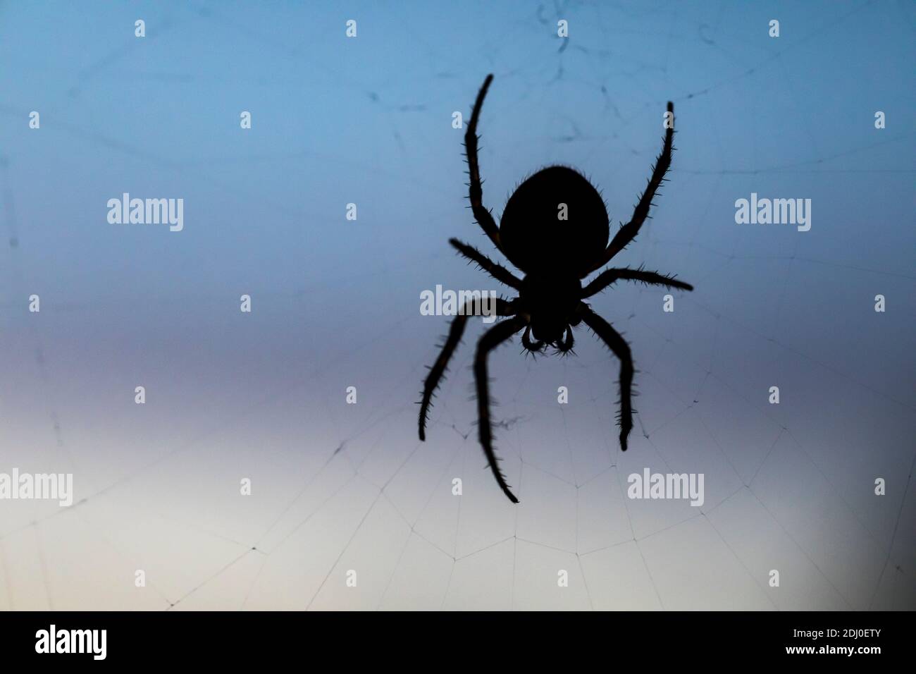 A spider on a web against a blue sky, Western Washington State, USA. Stock Photo