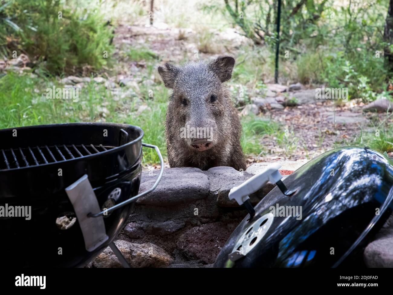 Wild Javalina pig looks reproachfully past barbeque towards camera on porch. Stock Photo