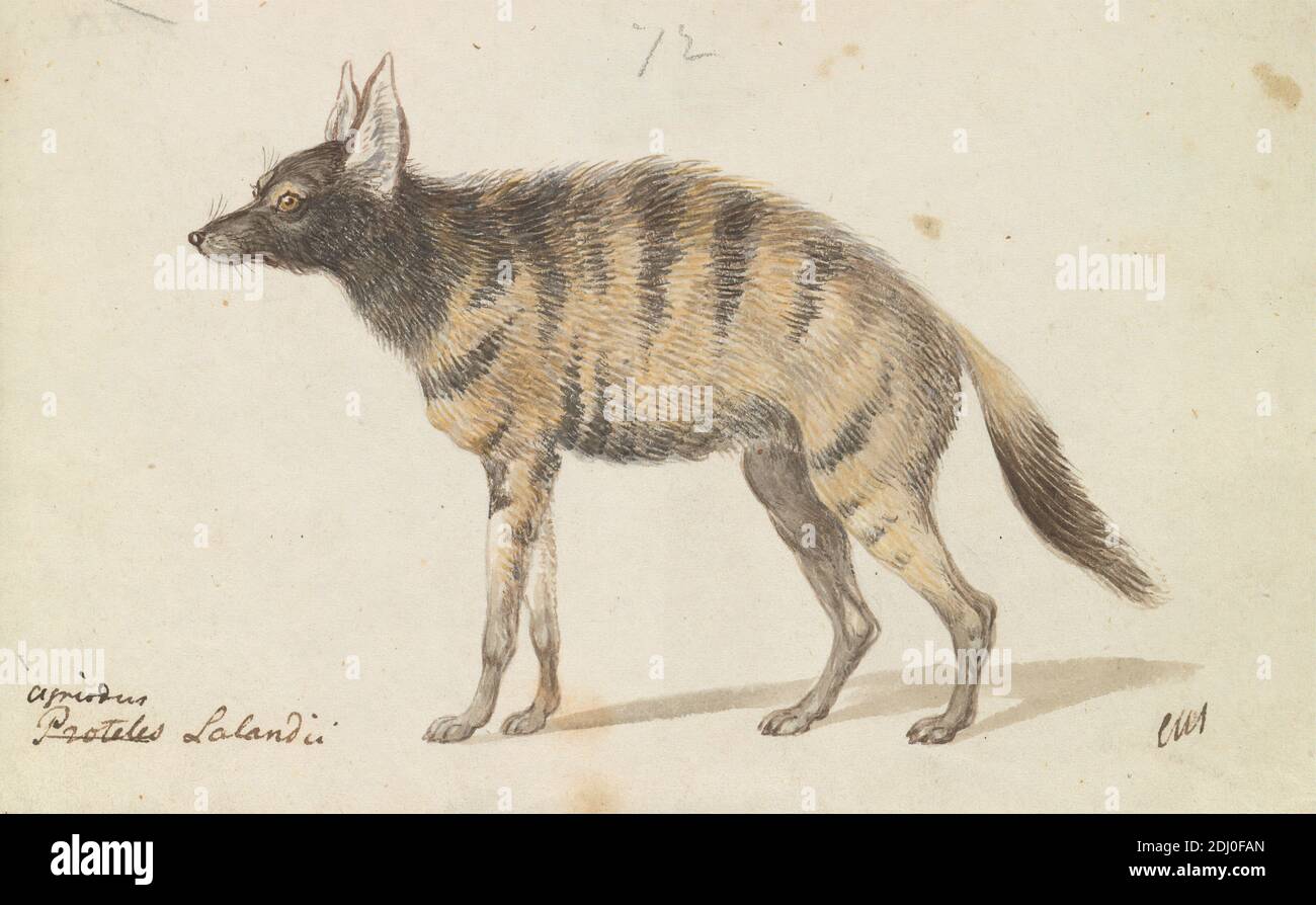 Aardwolf, Charles Hamilton Smith, 1776–1859, Belgian, ca. 1837, Watercolor, pen and brown ink and graphite on medium, smooth, cream wove paper, Sheet: 4 3/16 × 6 11/16 inches (10.6 × 17 cm), animal art Stock Photo