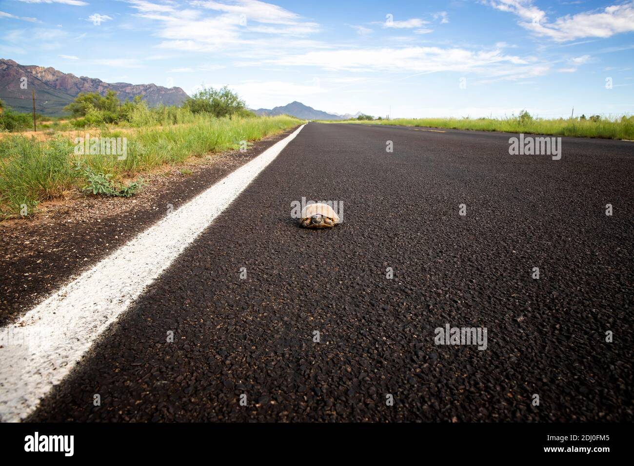 Ornate box turtle in the road in the Arizona desert. Stock Photo