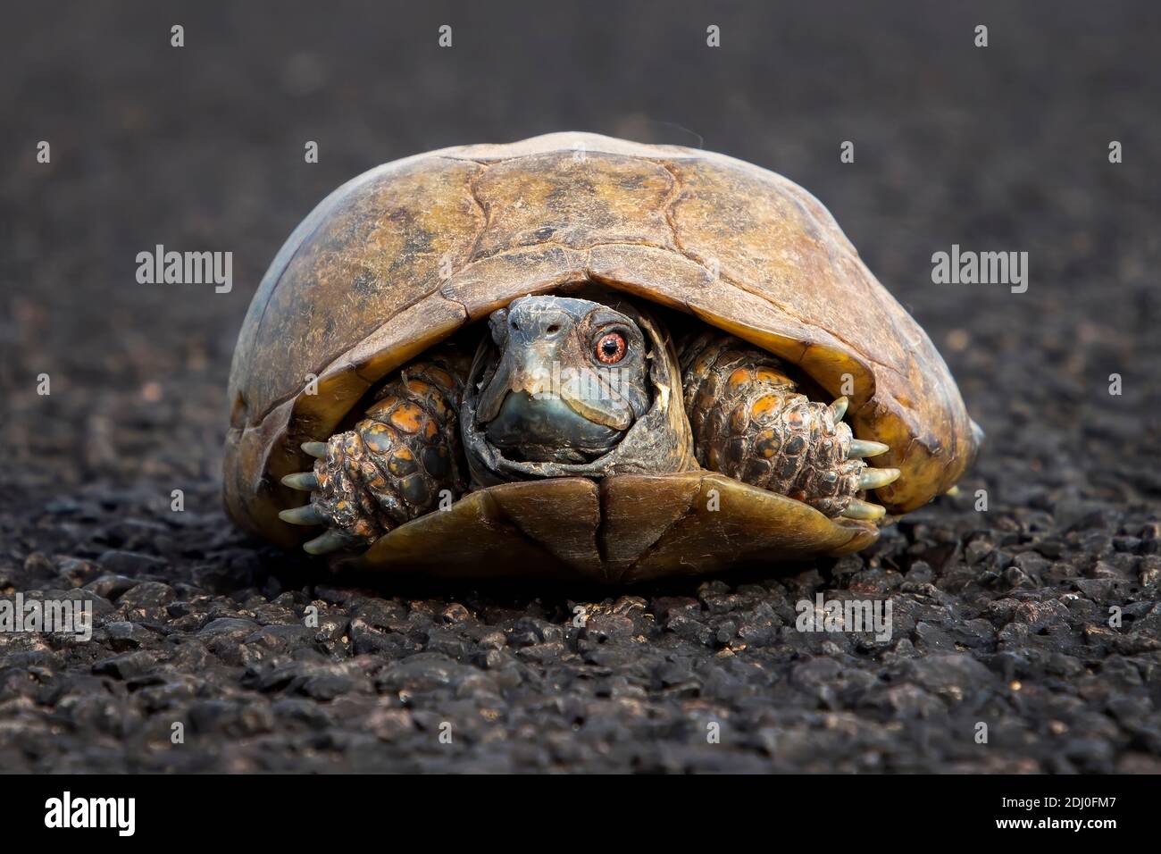 Male ornate or desert box turtle with bright red eyes in low angle close up sitting in road in Arizona. Stock Photo