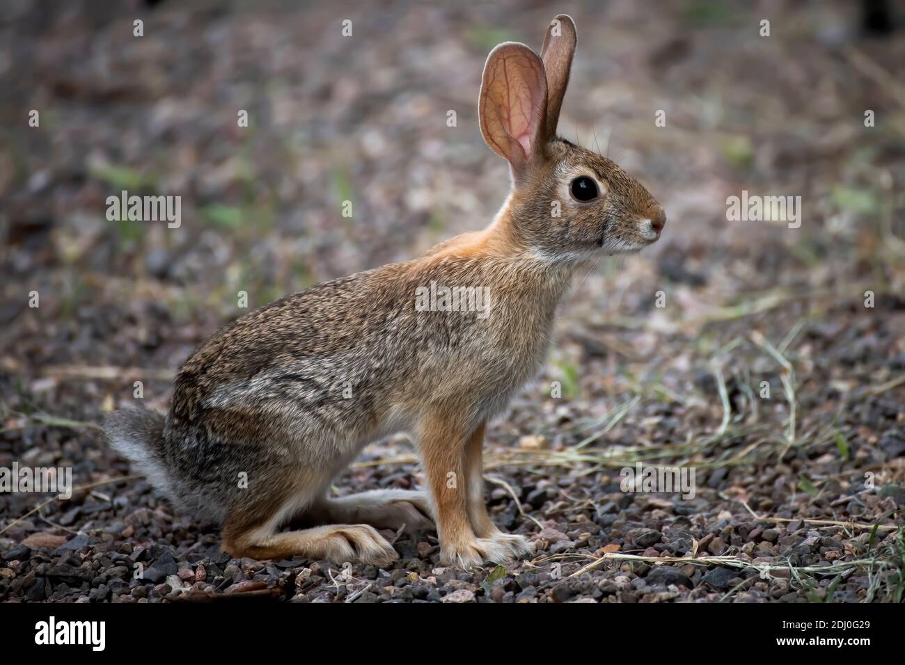 A young antelope jackrabbit is watchful in close up profile. Stock Photo