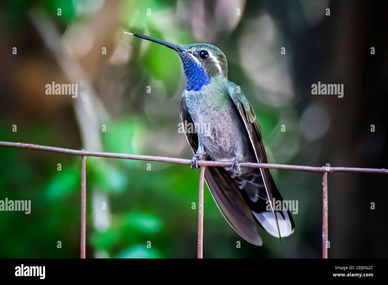 Blue-throated hummingbird with tongue sticking out of beak perched on wire fence close up profile. Stock Photo