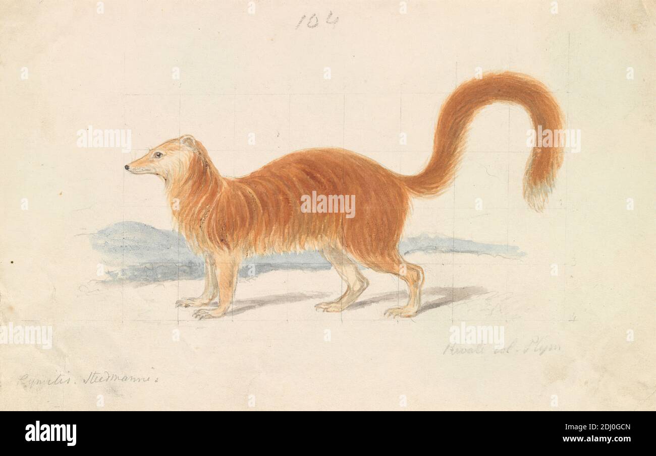 Yellow Mongoose, Charles Hamilton Smith, 1776–1859, Belgian, unknown artist, ca. 1837, Watercolor and graphite on medium, smooth, white, wove paper, Sheet: 4 5/16 × 6 3/4 inches (11 × 17.1 cm), animal art Stock Photo
