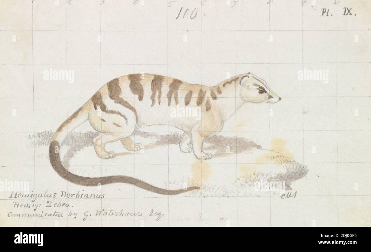 Banded Palm Civet, Charles Hamilton Smith, 1776–1859, Belgian, ca ...