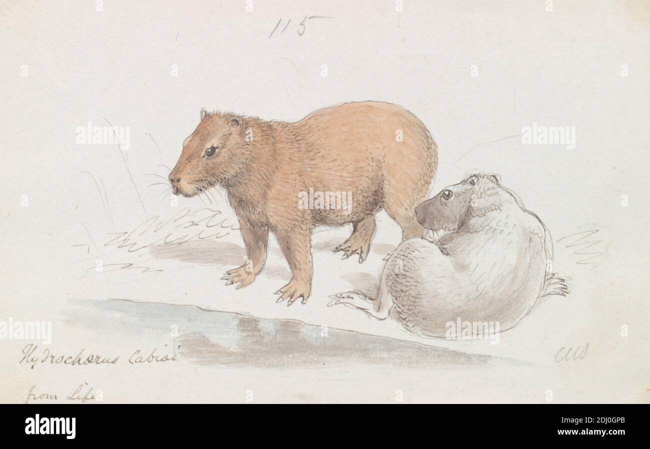 The Capybara, Charles Hamilton Smith, 1776–1859, Belgian, ca. 1837, Watercolor, pen and brown ink and graphite on mdeium, smooth, white, wove paper, Sheet: 4 1/16 × 6 7/16 inches (10.3 × 16.4 cm), animal art Stock Photo