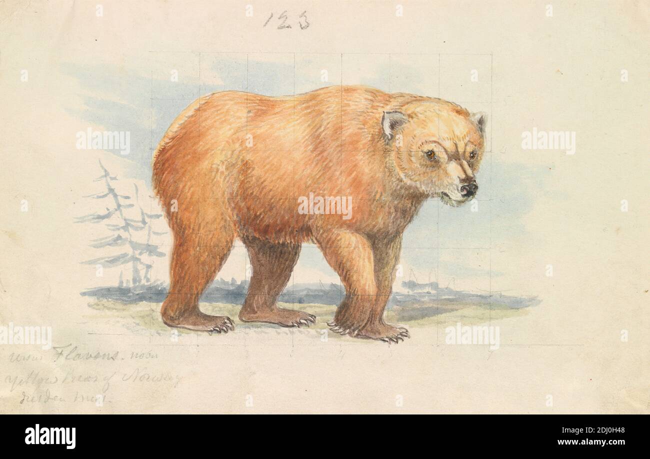 The Brown Bear, Charles Hamilton Smith, 1776–1859, Belgian, ca. 1837, Watercolor, graphite, pen and brown ink on mediium, smooth, cream, wove paper, Sheet: 4 5/16 × 6 3/4 inches (11 × 17.1 cm Stock Photo
