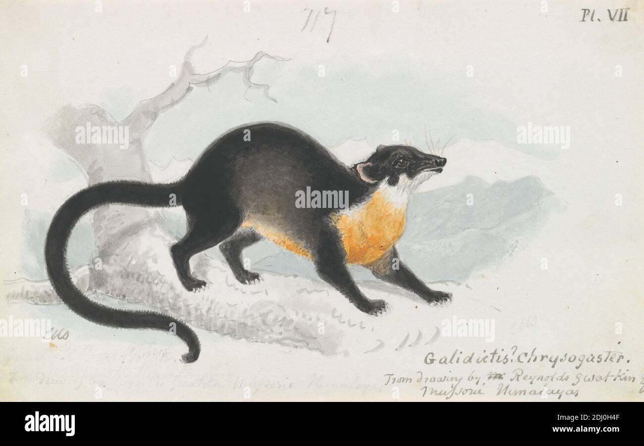 Asian Palm Civet, Charles Hamilton Smith, 1776–1859, Belgian, ca. 1837, Watercolor and graphite on moderately thick, smooth, white, wove paper, Sheet: 4 1/8 × 6 1/2 inches (10.5 × 16.5 cm), animal art Stock Photo