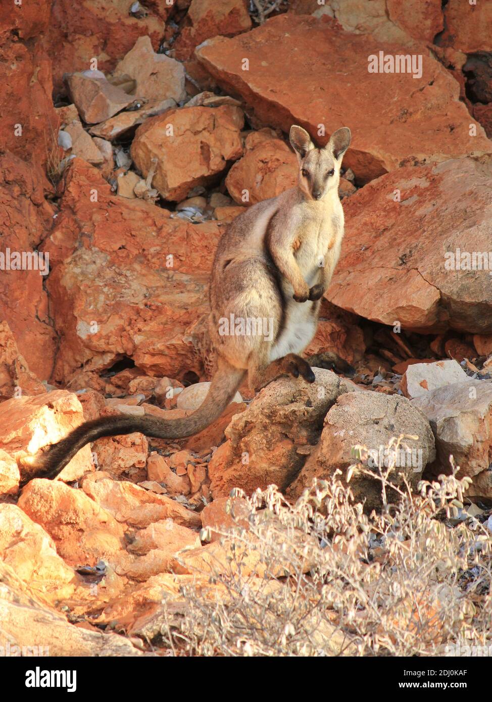 Rock wallaby in Cape Range National Park, Western Australia Stock Photo