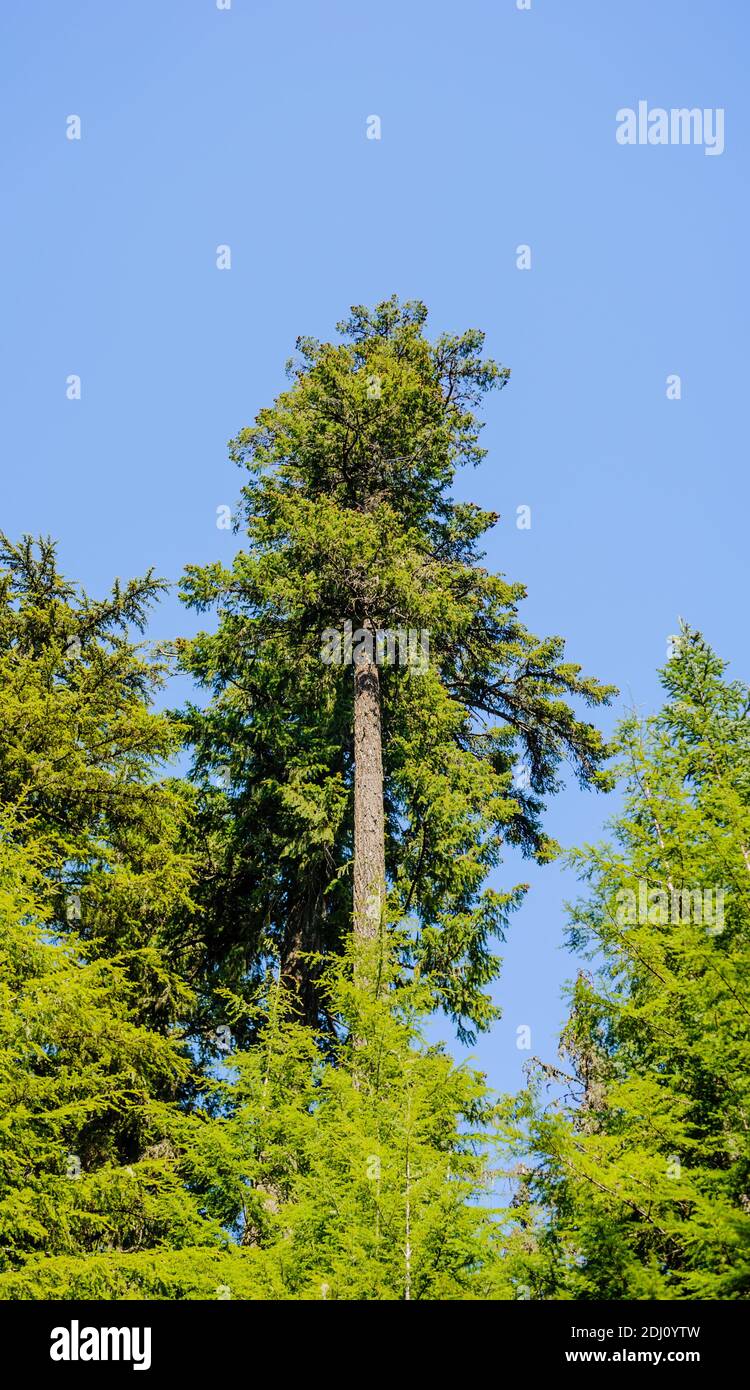 Tall green coniferous tree in dense forest against blue sky. Stock Photo