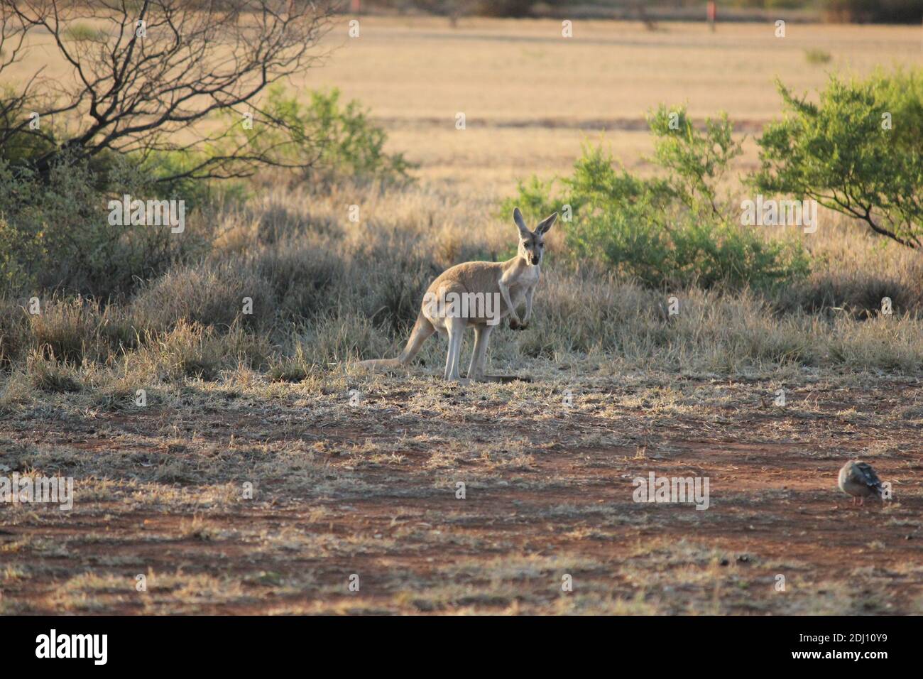 Red Kangaroo In A Dry Western Australia Landscape At Sunset Stock Photo 