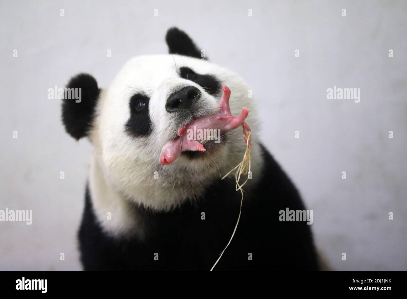 Handout Picture Taken On June 2 16 Shows The Newborn Baby Panda After Female Giant Panda Hao Hao Gave Birth In The Night At The Pairi Daiza Zoologic Parc Near Mons In Handout Picture Taken On June 2 16 Shows The Newborn Baby Panda After Female Giant Panda Hao Hao Gave Birth In The Night At The Pairi Daiza Zoologic Parc Near Mons In