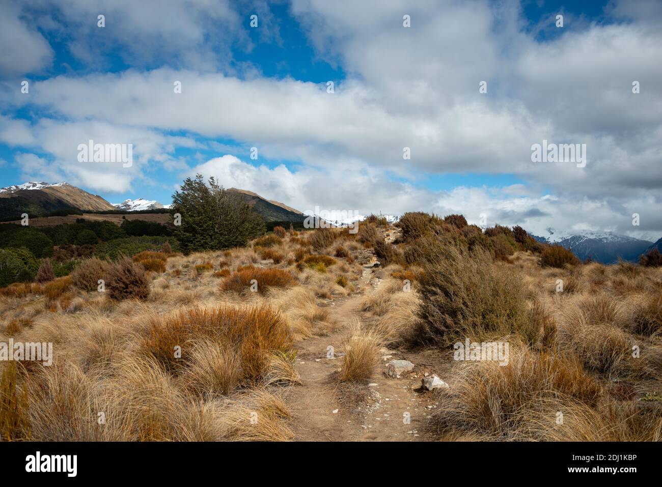 Bealey Spur Track among tussock grassland in Arthurs Pass National Park, New Zealand Stock Photo
