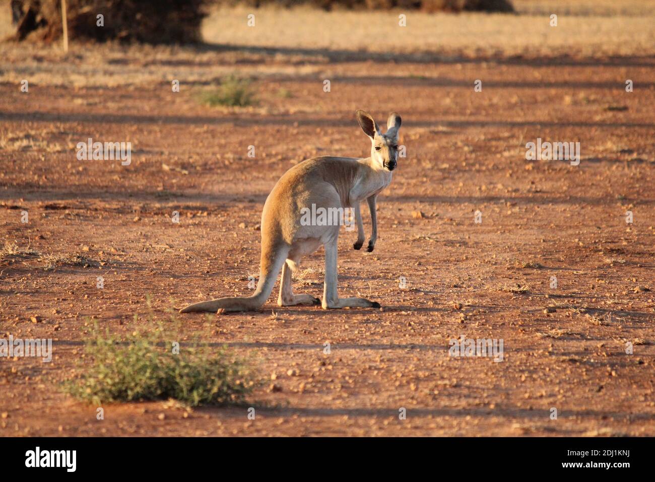 Red Kangaroo in a dry Western Australia landscape at sunset Stock Photo