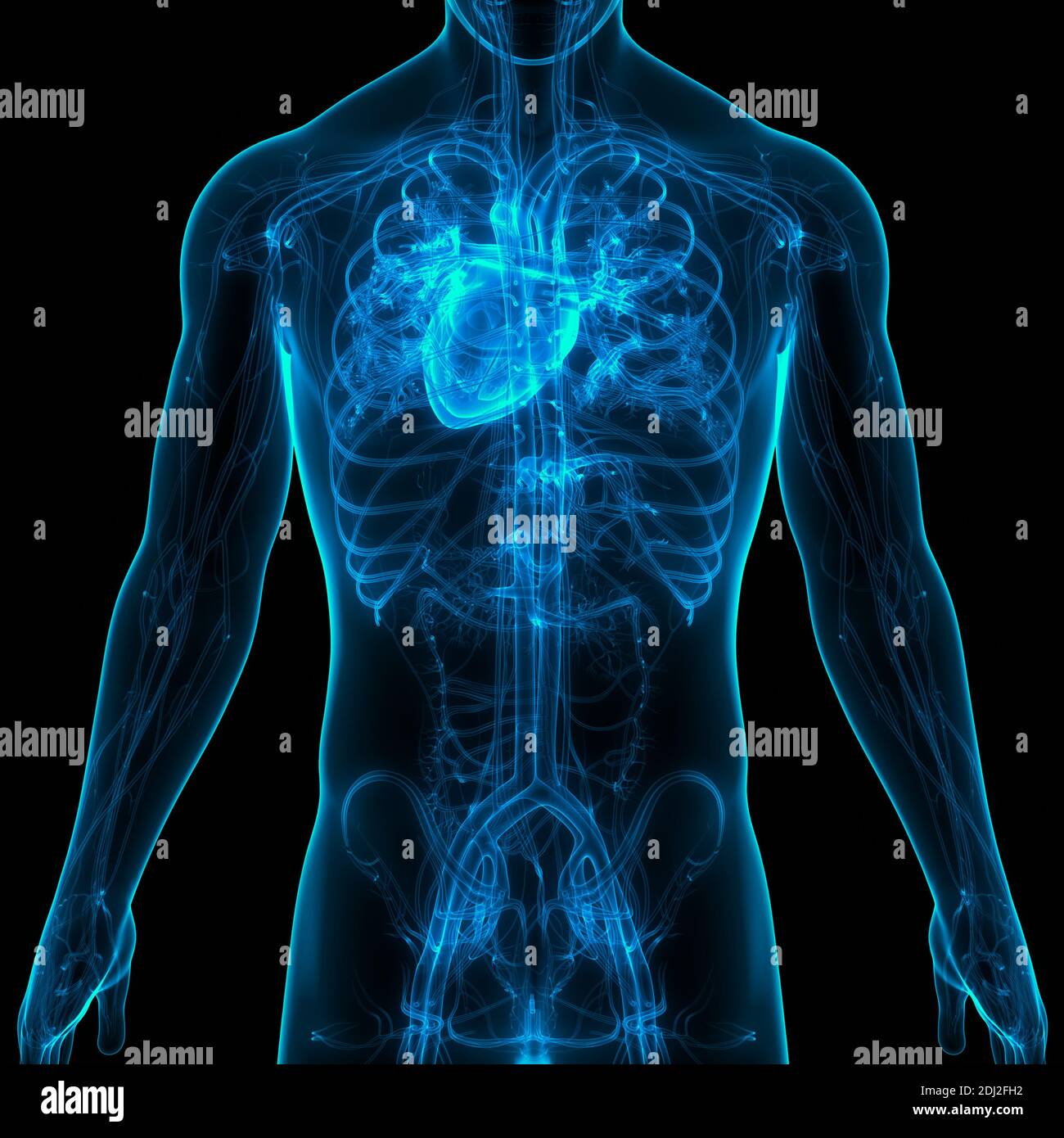 Human Circulatory System Heart Anatomy Stock Photo - Alamy