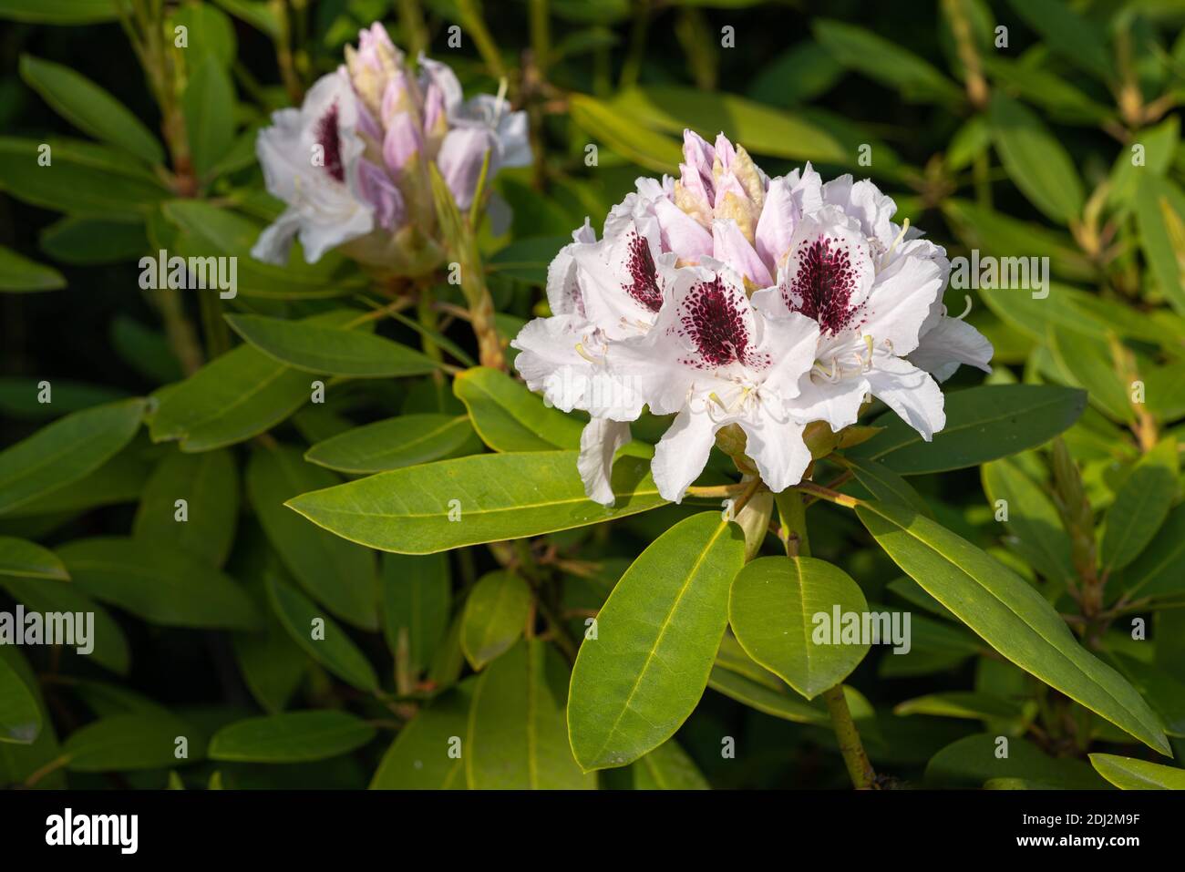 Rhododendron Hybrid Calsap Rhododendron Hybrid , Close Up Of The Flower ...